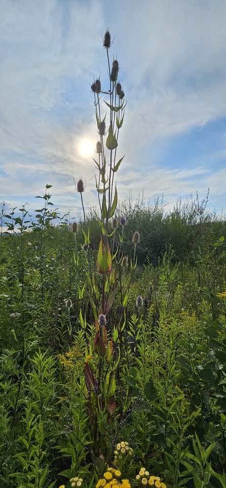 Naga plaża w Stadłach 23.07.2024 - nowytomas