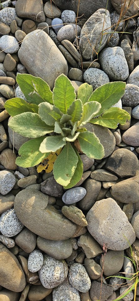 Naga plaża w Stadłach 23.07.2024 - nowytomas
