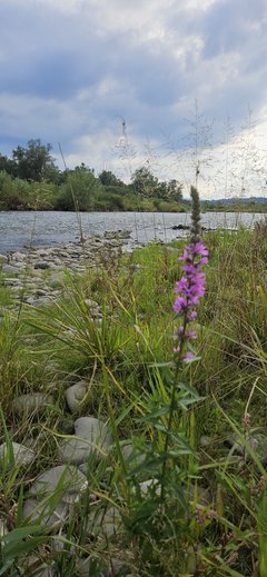 Naga plaża w Stadłach 23.07.2024