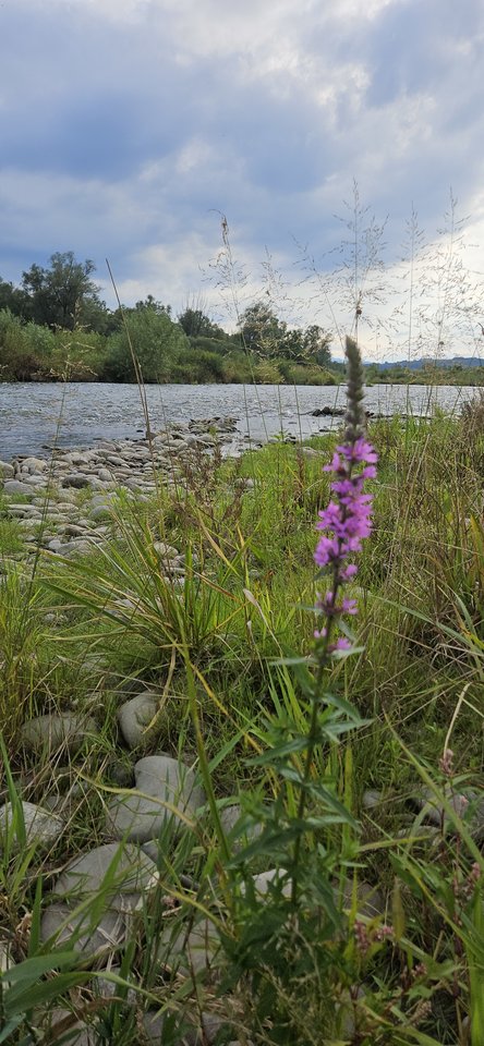 Naga plaża w Stadłach 23.07.2024 - nowytomas