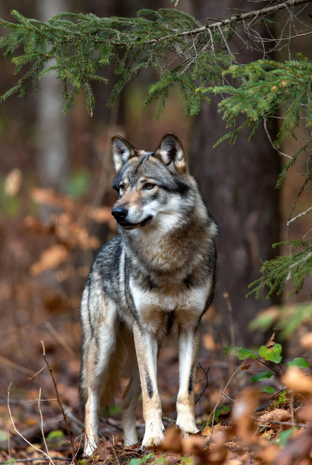 1000002517.jpg - BezimiennyWilk