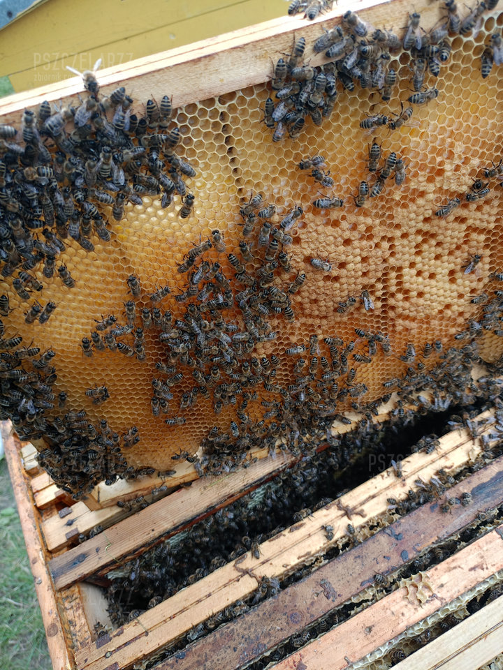 1000001076.jpg - Pszczelarzz