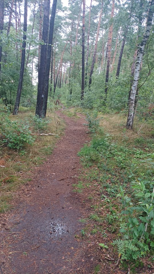 1000009037.jpg - Alwarol1