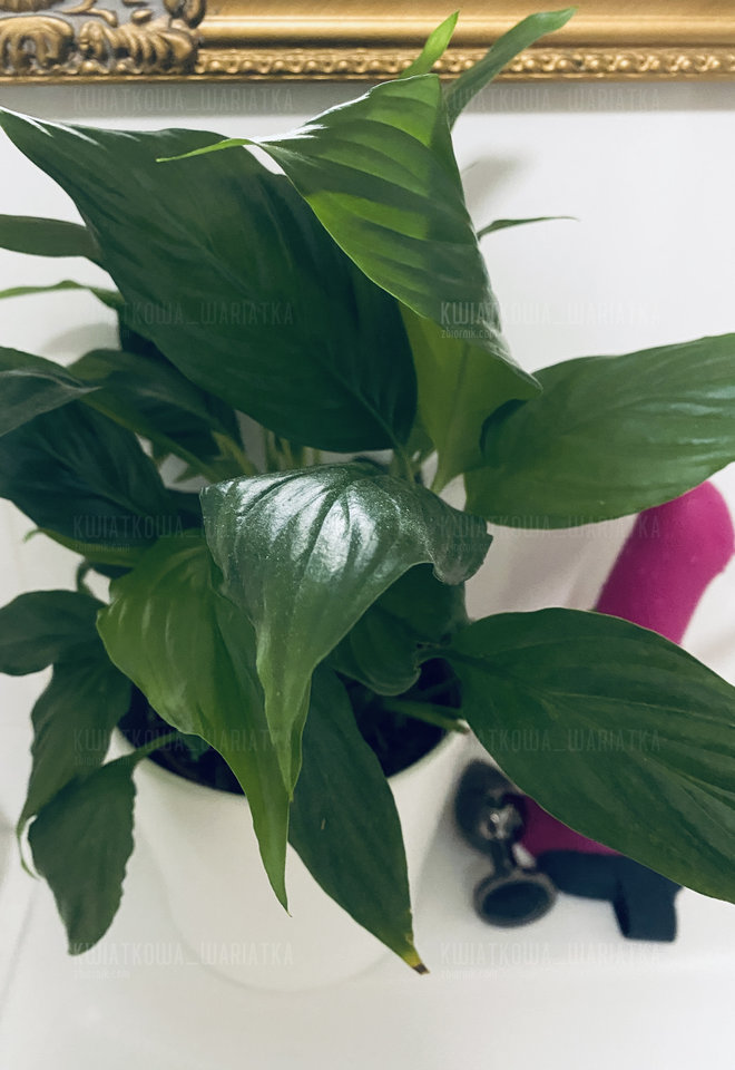 Z kolekcji - Skrzydłokwiat - Kwiatkowa_wariatka