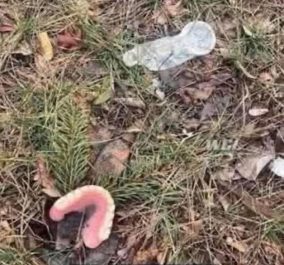 Będąc na spacerku z psem oto taka sytuacja 🤣🤣🤣🤣 - Diego_48