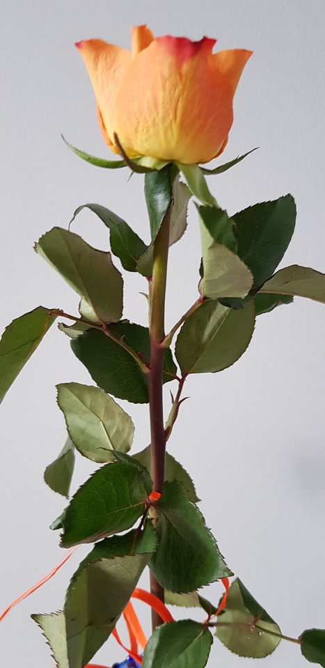 Wszystkiego Najlepszego.jpg - jaluk