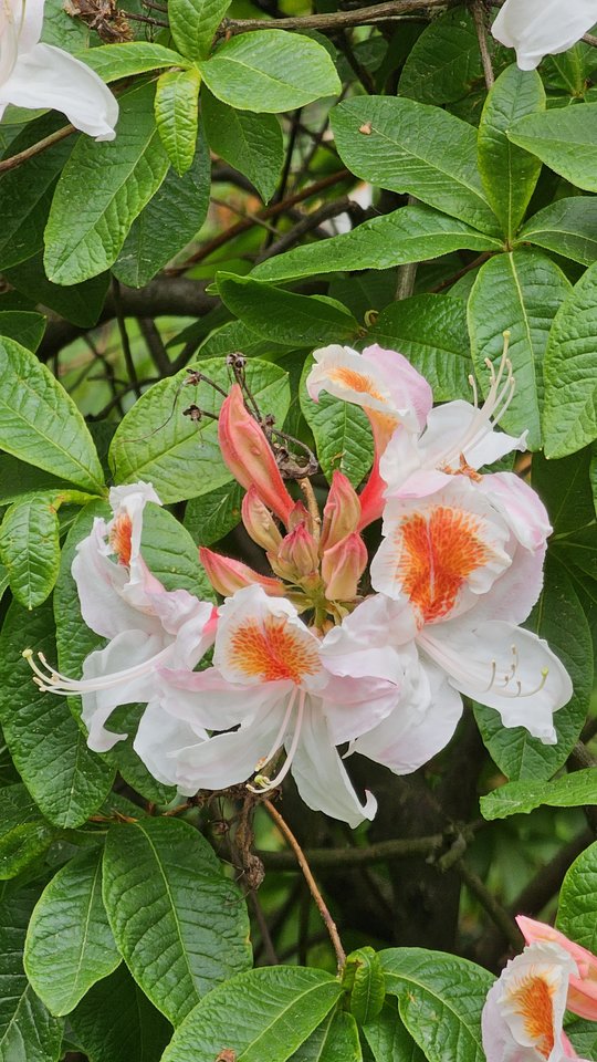 8 marca - Rozkosznymasaz