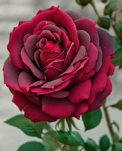 Dla wszystkich kobiet na zbiorniku - pepe677