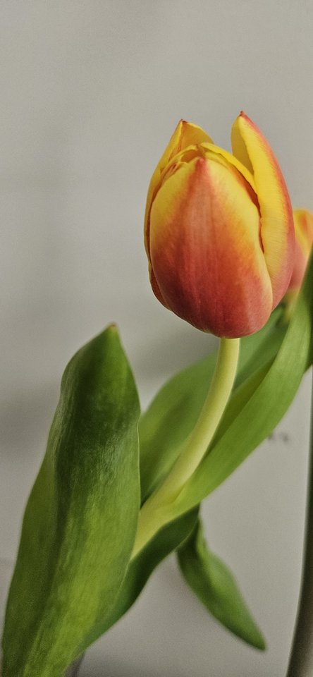 08.03.26🌷 - Goja7169