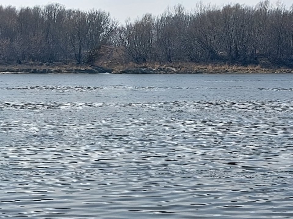 20260310_112526.jpg - Chiroptera1962