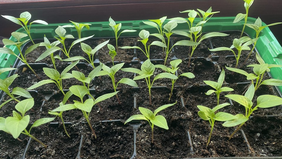 IMG_9367.jpeg - May_Day