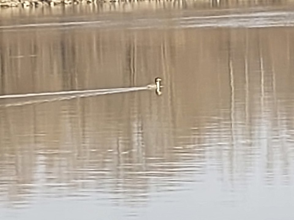 20260312_094454.jpg - Chiroptera1962