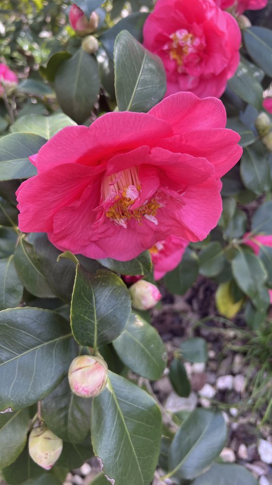 IMG_4769.jpeg - nrw670n