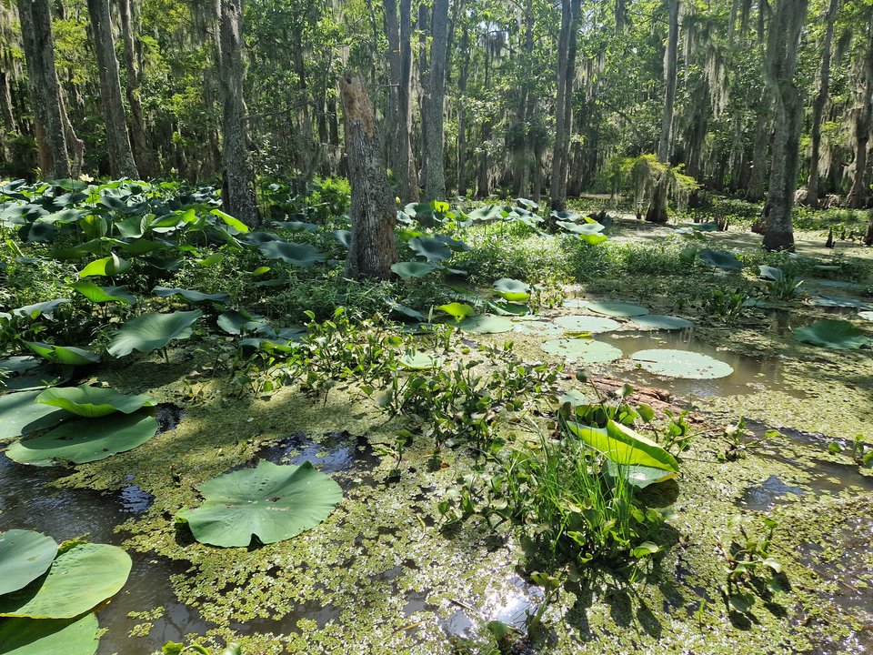 20250606_160515.jpg - Darco49